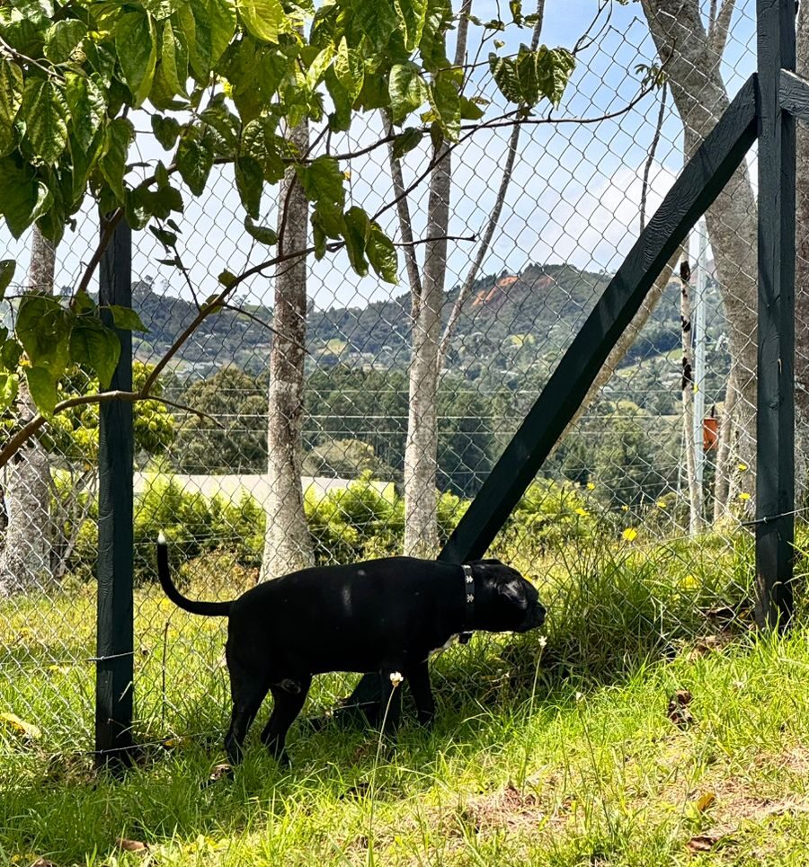 guarderia-campestre-canina