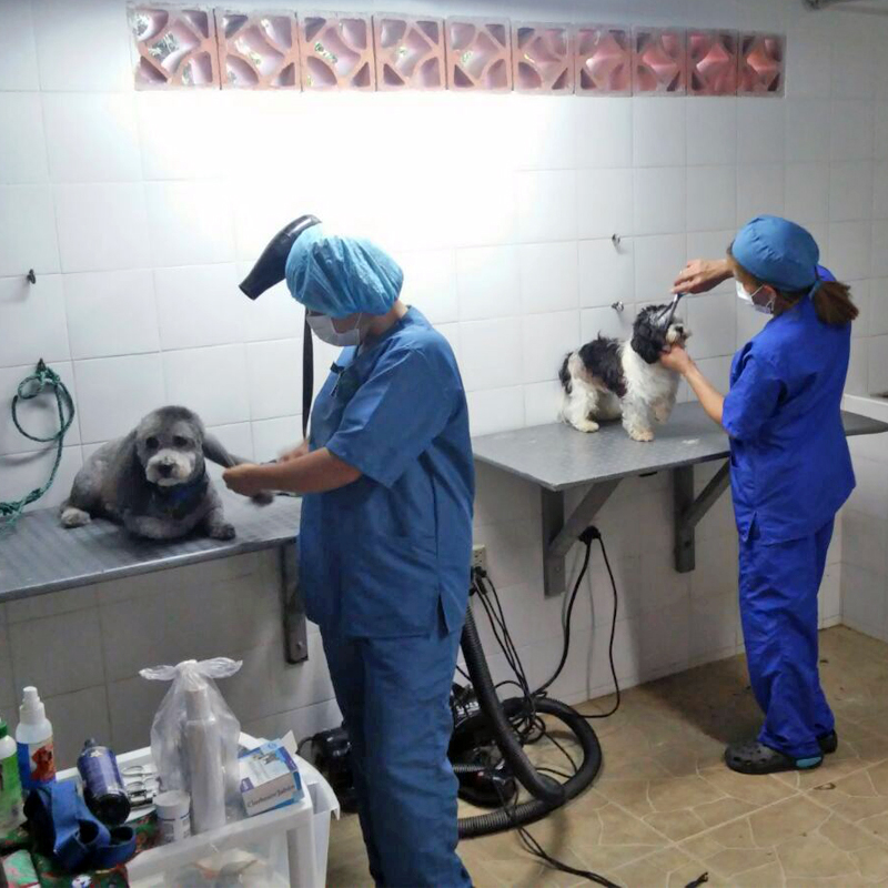 grooming de mascotas