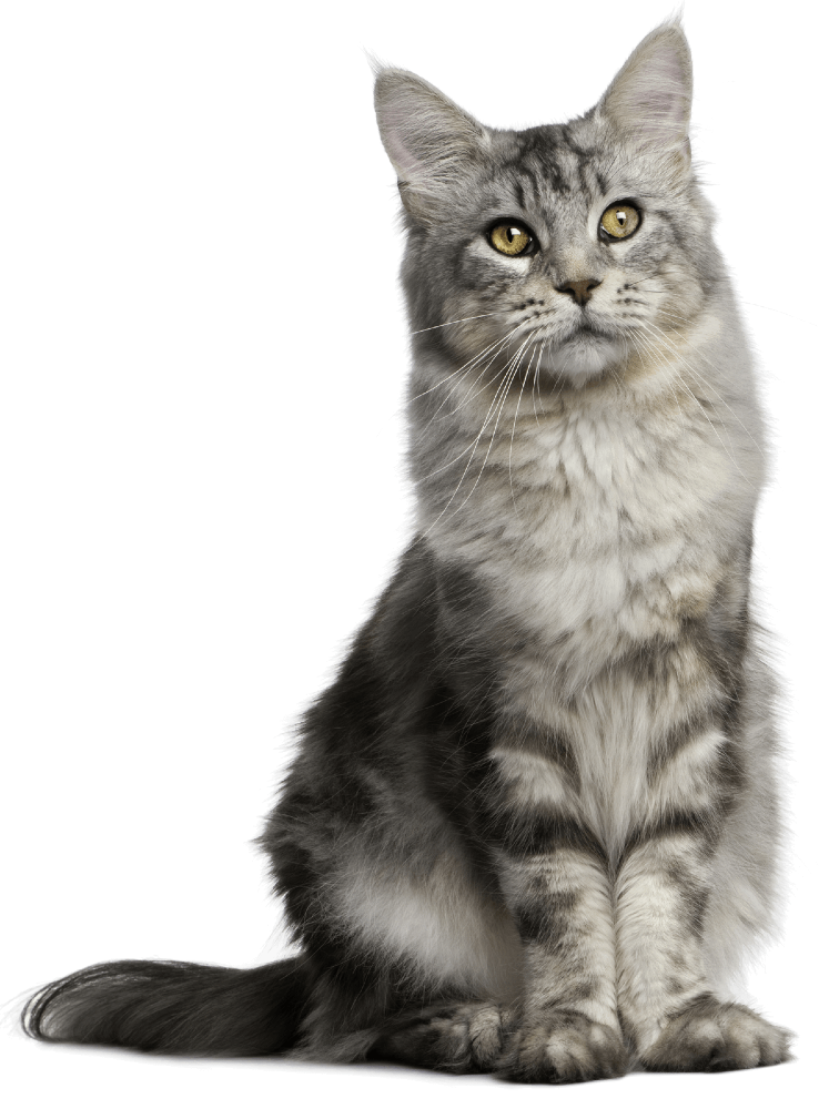 Plan Básico para gato adulto