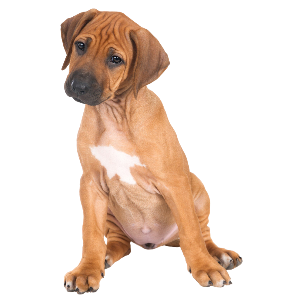plan de salud para cachorros