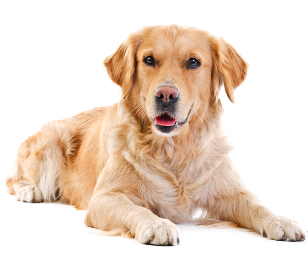 salud para perros senior vacunas